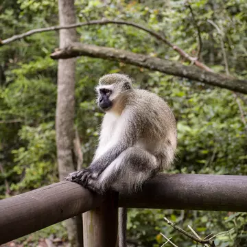 A Gibbon sitting alone on the top of a wooden fence in Monkeyland, Plettenberg Bay, South Africa.; Shutterstock ID 1924744559;