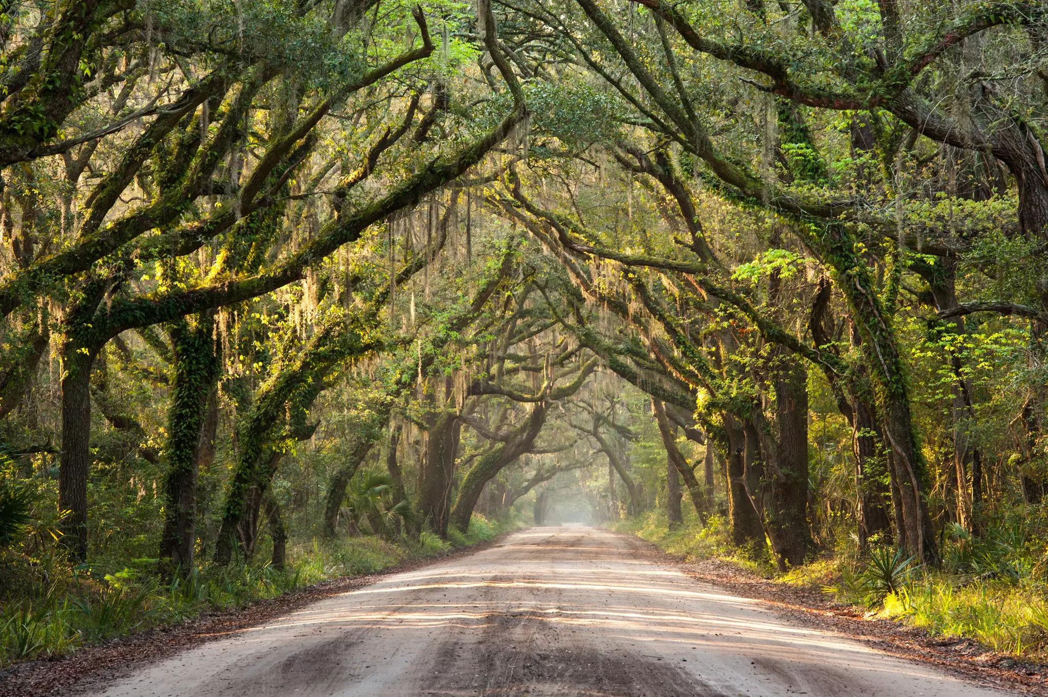 A sunlit road with a canopy of trees in Edisto, South Carolina