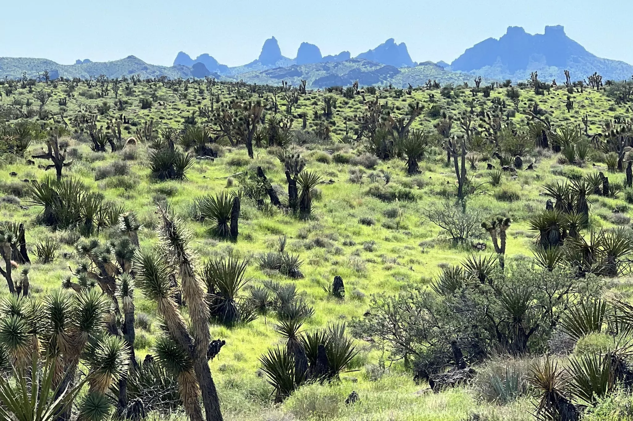 The landscapes around Spirit Mountain may soon receive federal designation and thus protection from development © Alan O’Neill / courtesy of Honor Avi Kwa Ame