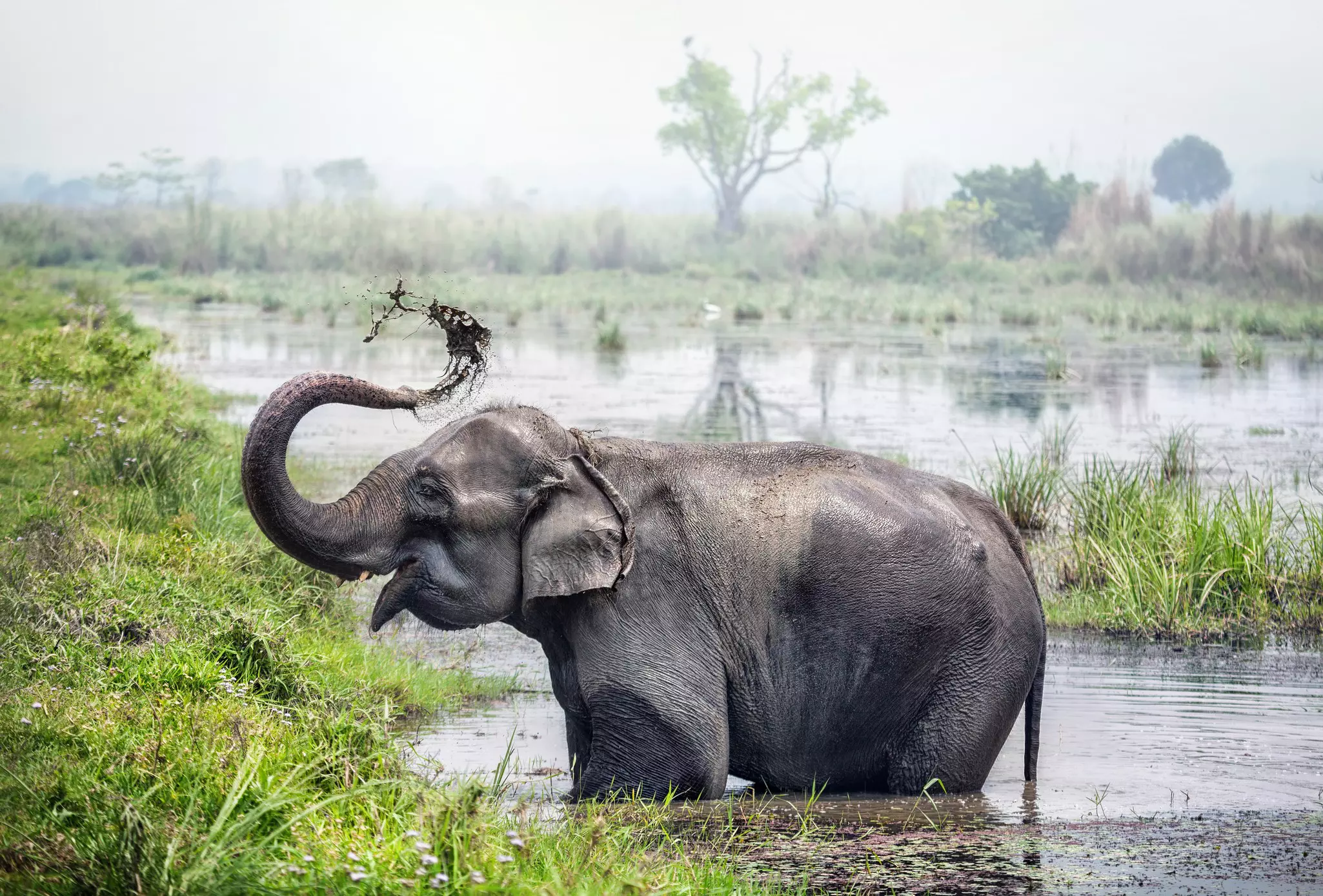 An elephant stands in vegetation-dense pond, spraying its body with water from its trunk.