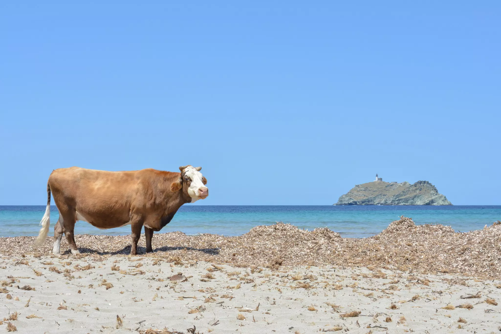 Cow on the beach in Corsica, France. 