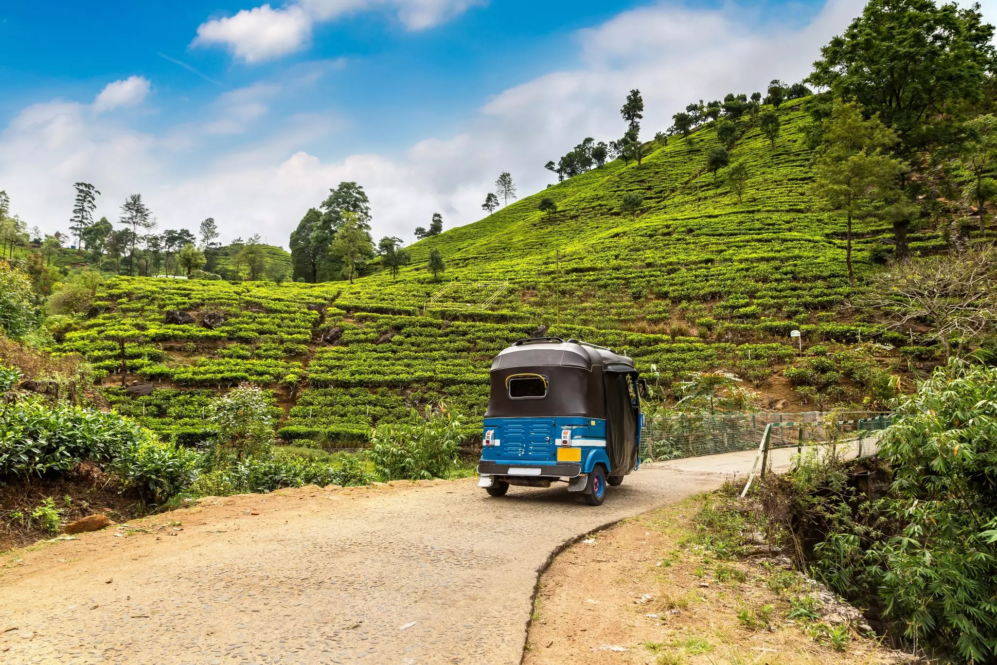 A small blue tuk tuk drives through lanes that weave around a tea plantation