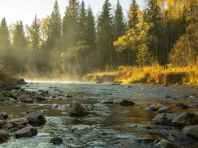 A rocky river and forest on a misty, sunny morning.
