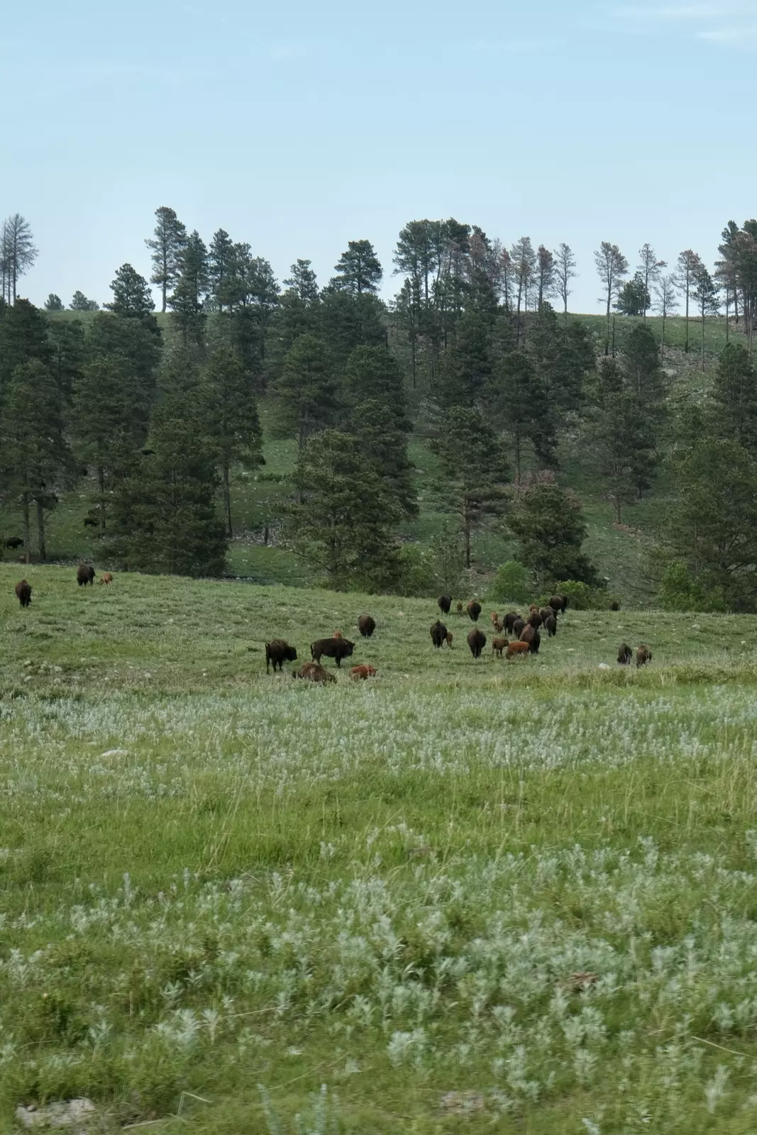 Bison in Custer State Park