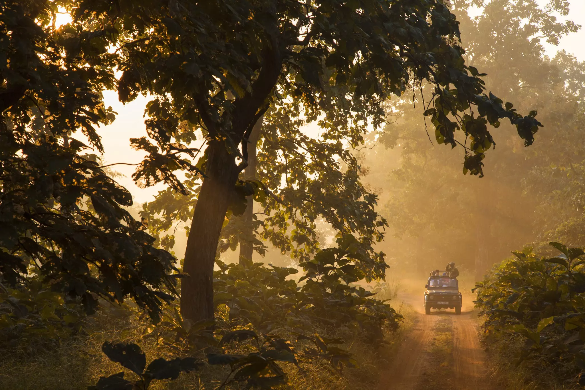 A laden four-wheel drive vehicle on a dirt track on safari. A lookout stands up using binoculars to look into the nearby trees.