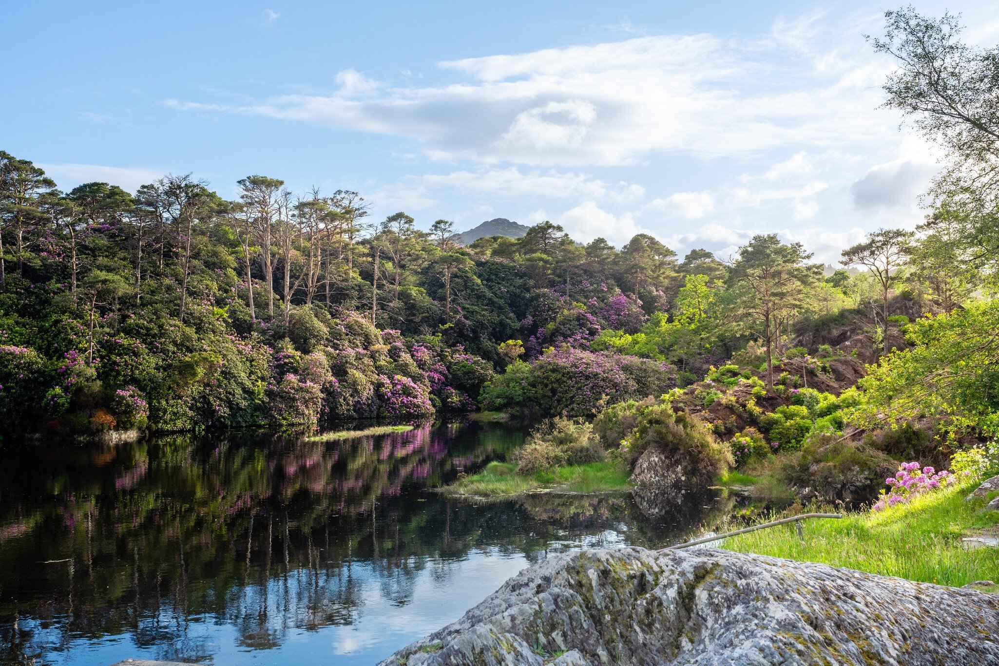 Still dark water mirrors pink rhododendrons and pines; a lichen-covered rock in front, a mountain peak beyond.
