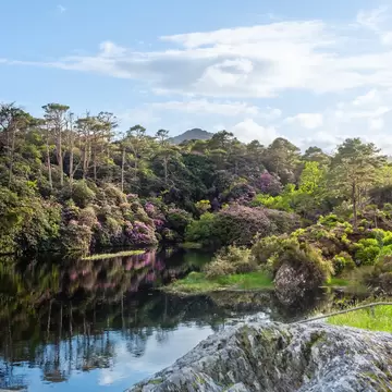 Still dark water mirrors pink rhododendrons and pines; a lichen-covered rock in front, a mountain peak beyond.