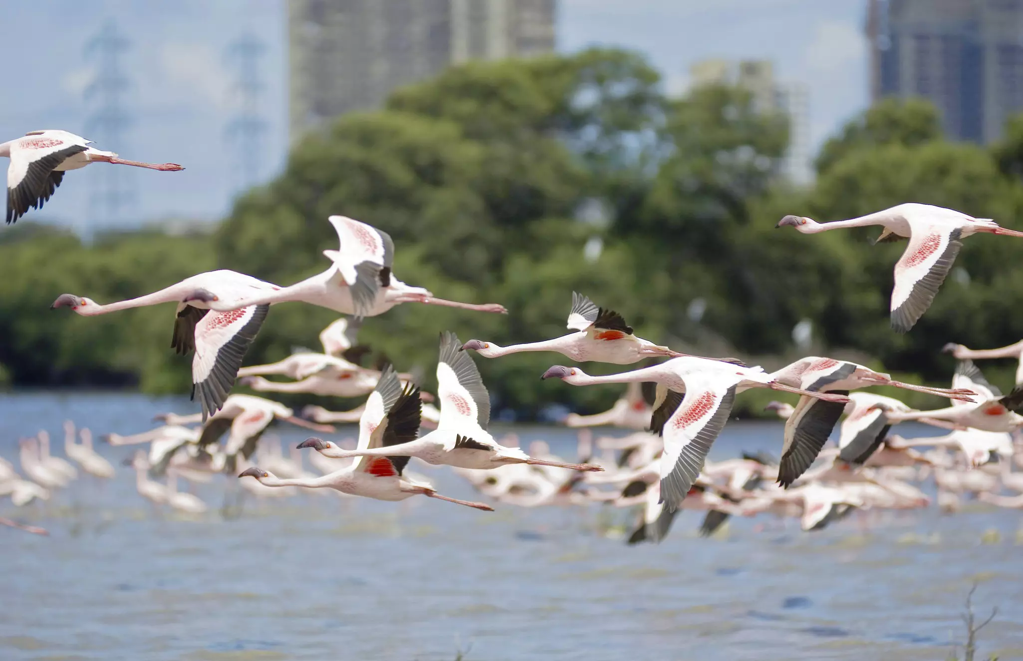 Flamingos Over Siwri Creek, Bombay, Mumbai, Maharashtra, India ©Education Images/Universal Images Group via Getty