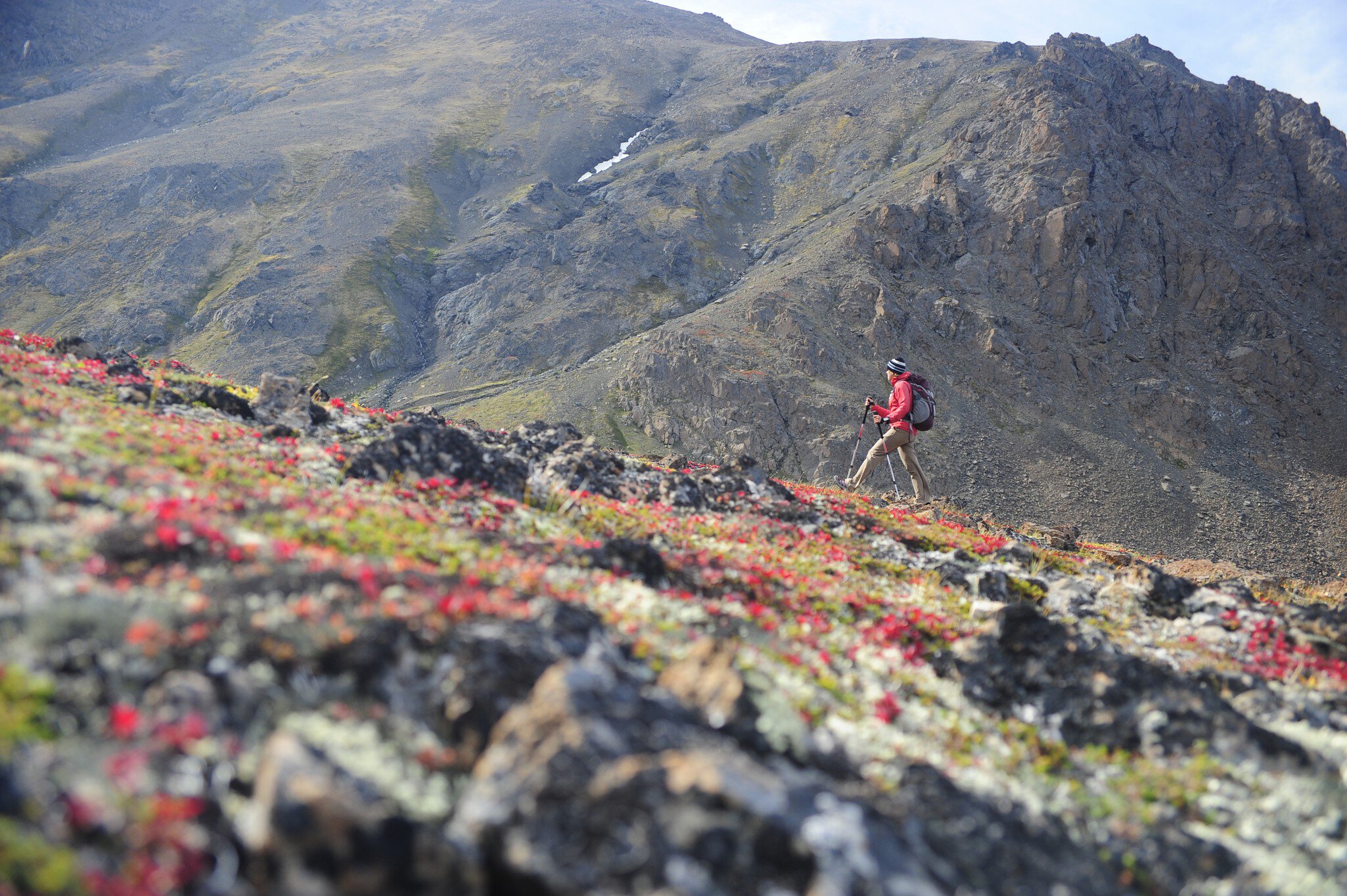 Alaska hiking with red flowers.