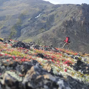 Alaska hiking with red flowers.