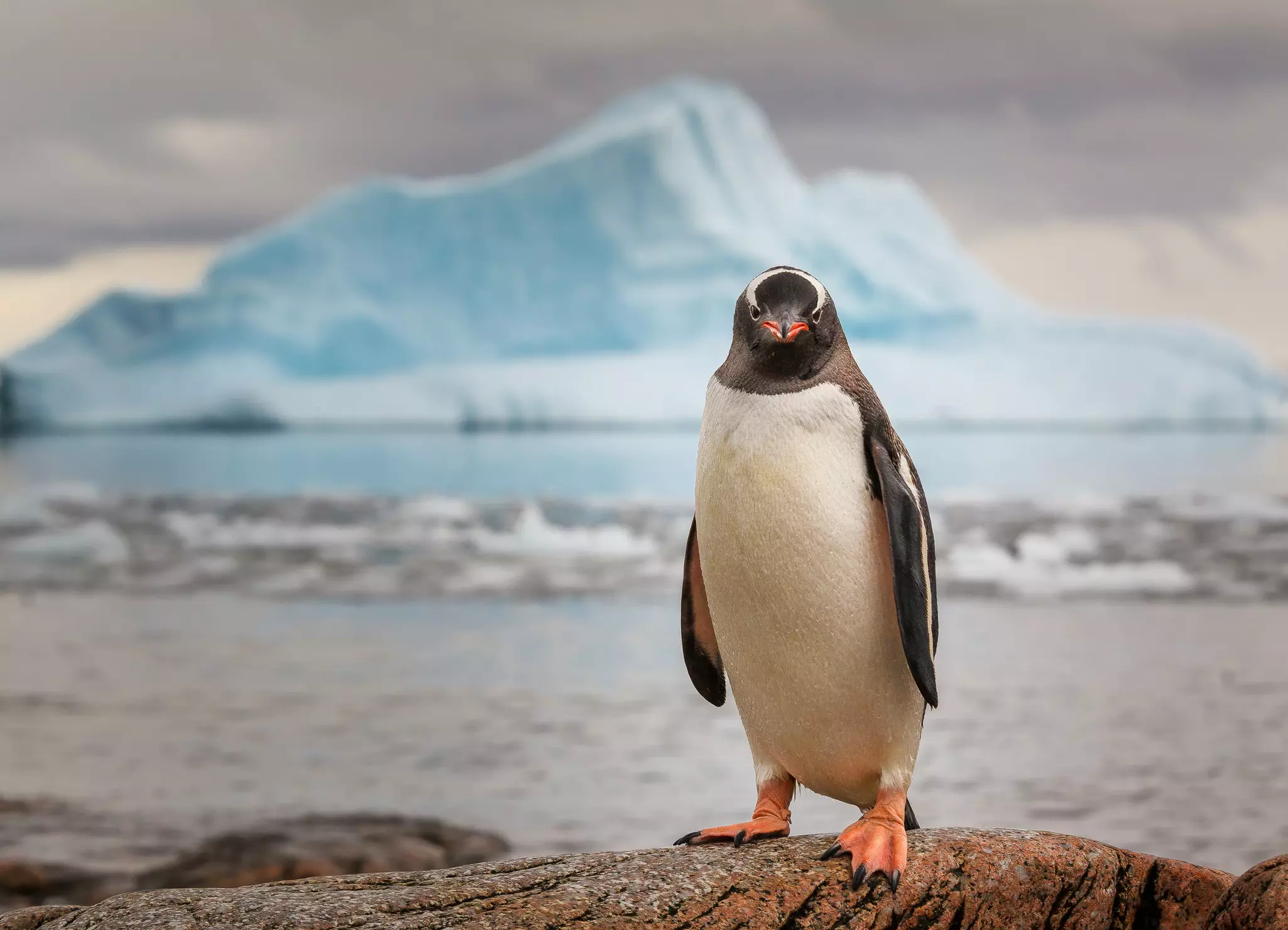 Close up of a Gentoo penguin in Antarctica from Davidmerronphotography.com