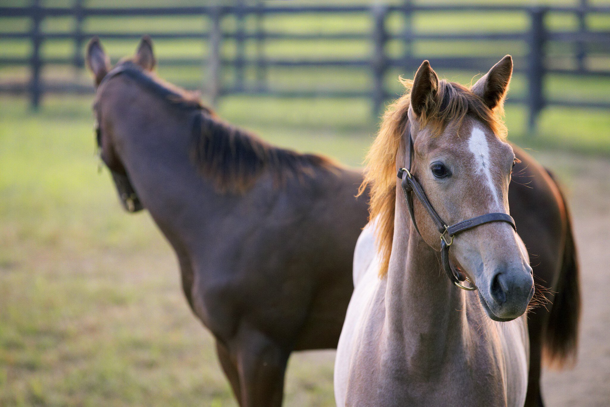 Foal in corral at Three Chimneys Horse Farm, Old Frankfort Pike.