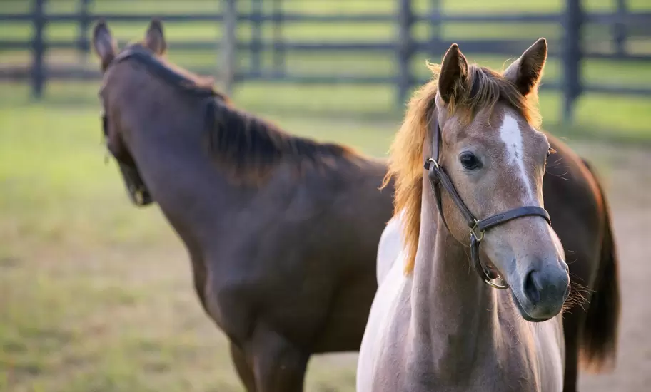 Foal in corral at Three Chimneys Horse Farm, Old Frankfort Pike.