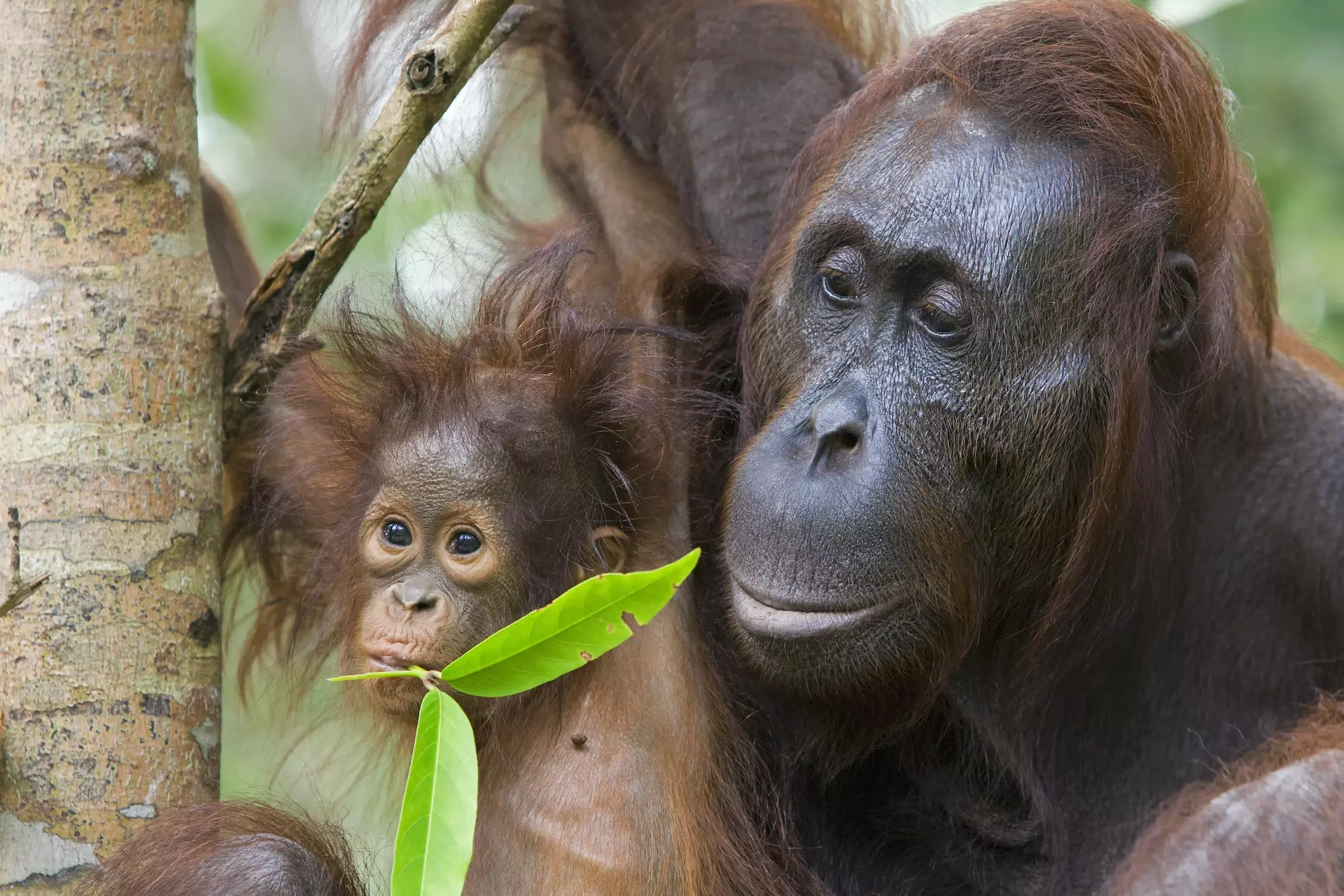 Close up of orangutans in Tanjung Puting National Park Indonesia