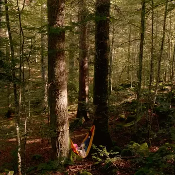 A person hangs in a hammock between two trees in a forest.