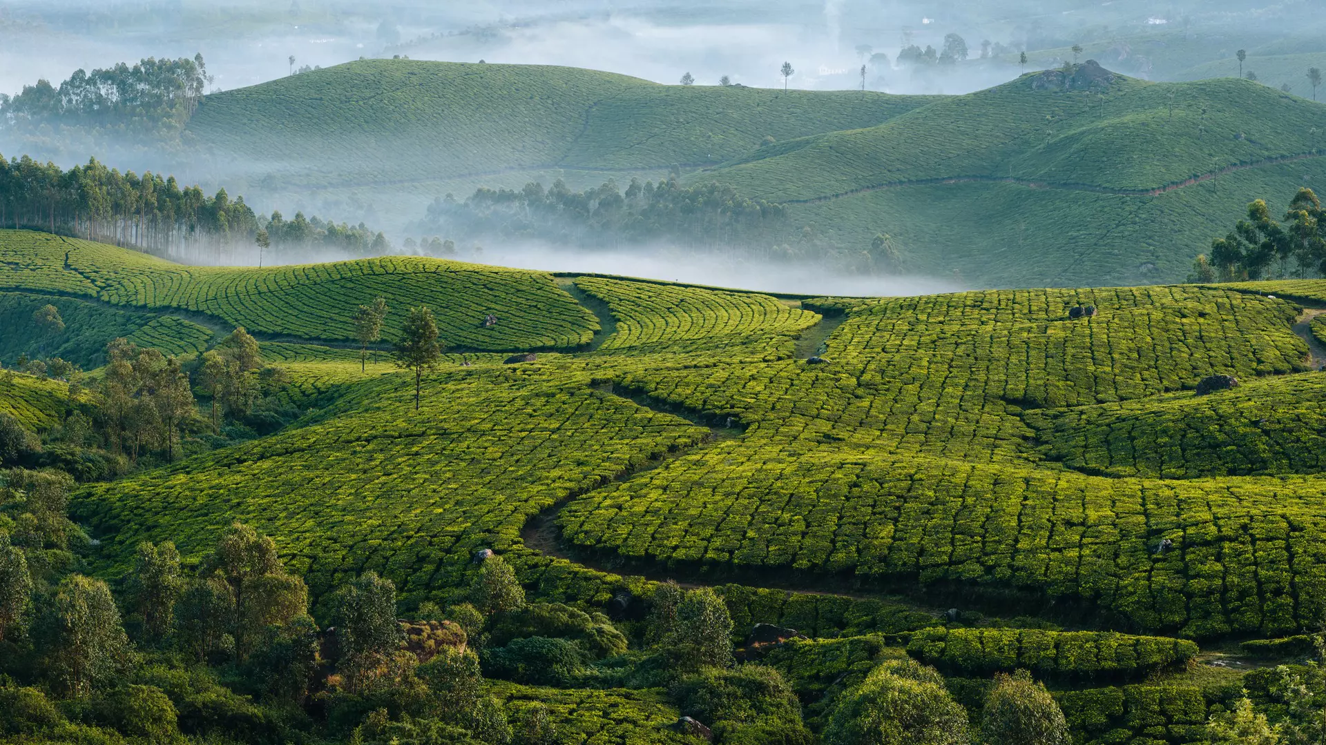 Nina Lishchuk / Shutterstock