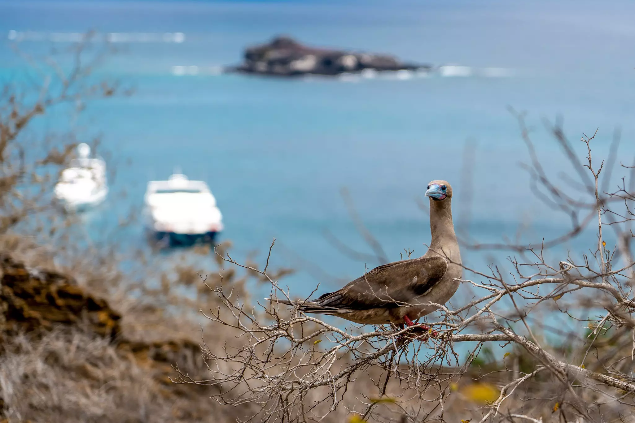 The Red-footed booby is one of many species that attract birdwatchers to these islands © Sebastian Modak / Lonely Planet