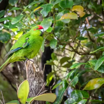 Rare native parrot in his natural habitat. Shot made on Ulva Island, Stewart Island (Rakiura) area, New Zealand