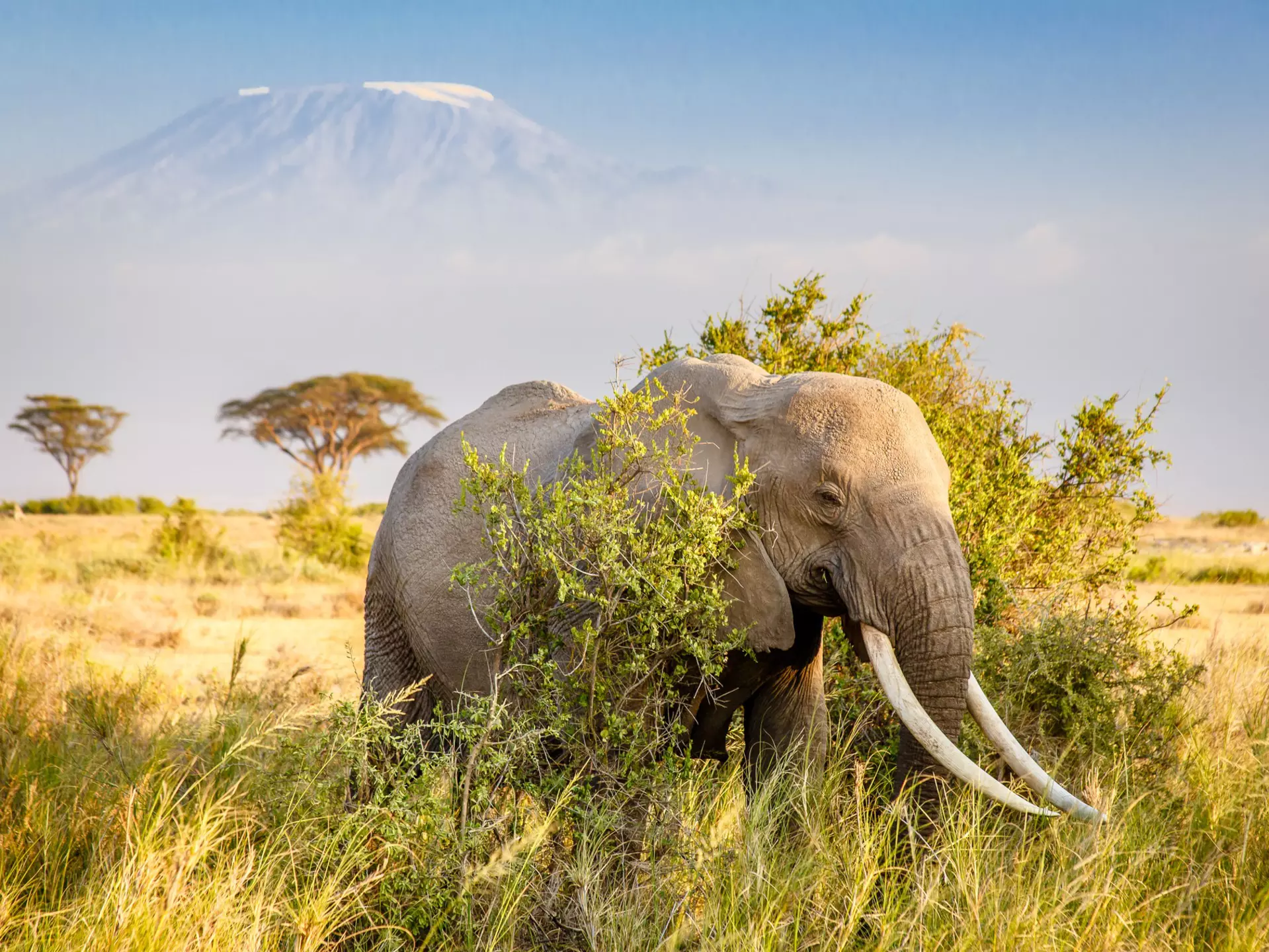 A bull African Bush Elephant with Mount Kilimanjaro standing in the distance.
611658950
amboseli, bull elephant, bull, big five, big 5, wild, wildlife
Tale of Two Giants