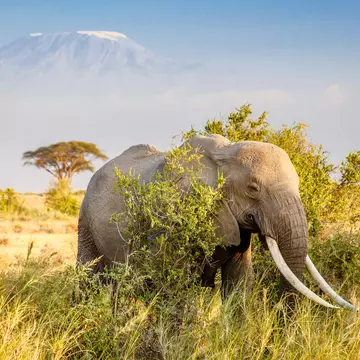 A bull African Bush Elephant with Mount Kilimanjaro standing in the distance.
611658950
amboseli, bull elephant, bull, big five, big 5, wild, wildlife
Tale of Two Giants