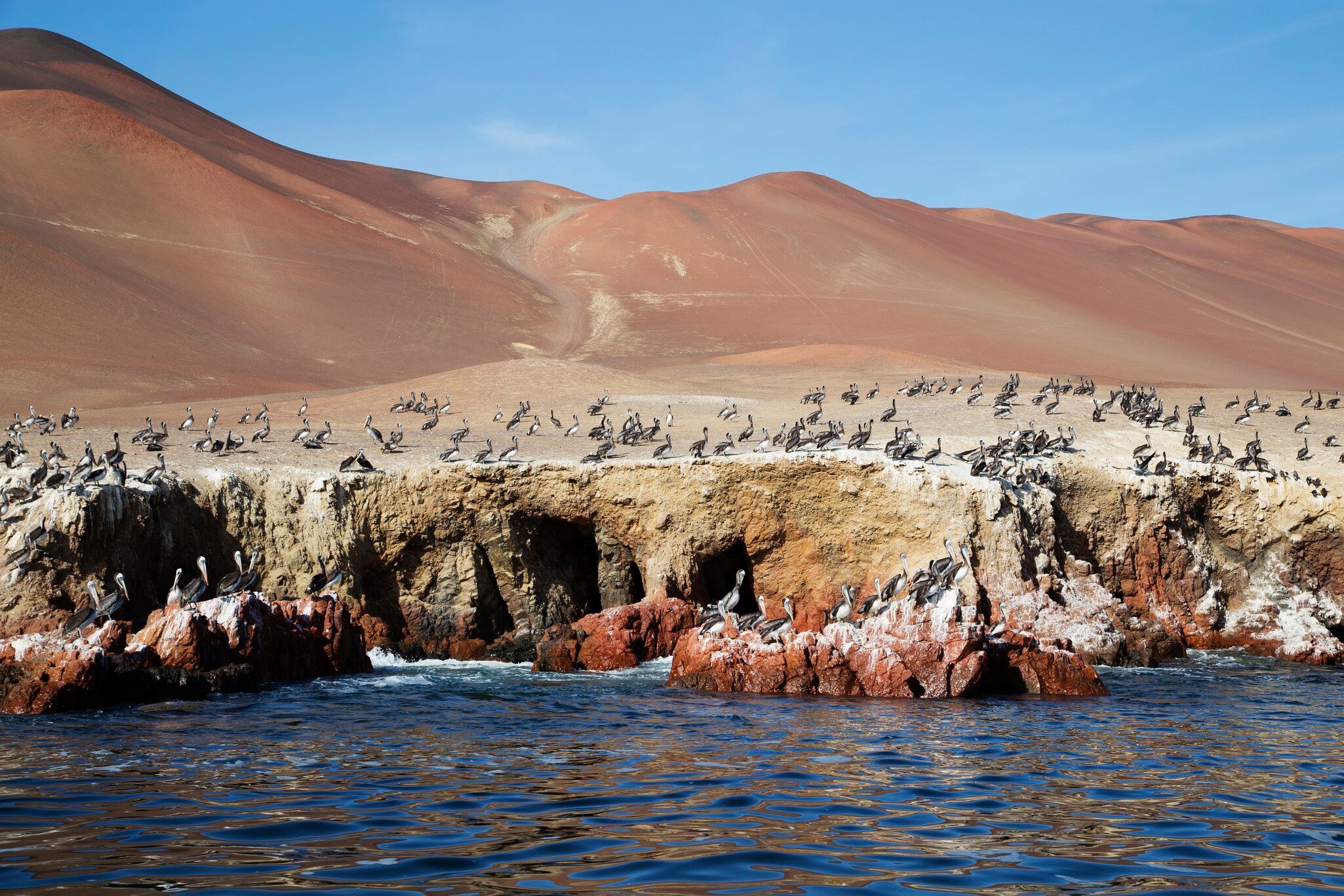 Pelican Colony at Wildlife Sanctuary on Ballestas Islands.