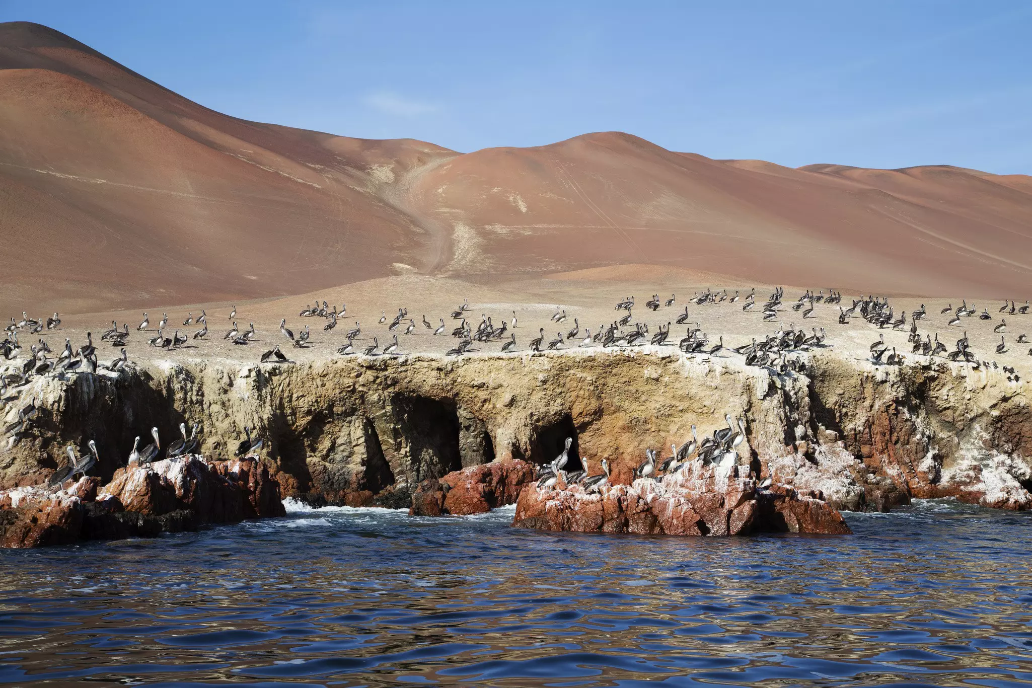 Pelican Colony at Wildlife Sanctuary on Ballestas Islands.