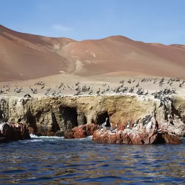 Pelican Colony at Wildlife Sanctuary on Ballestas Islands.