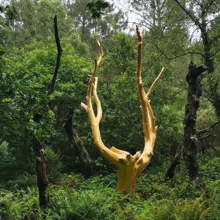 Golden tree from the forest of Broceliande , License Type: media, Download Time: 2025-09-18T17:06:57.000Z, User: LP_ASouza, Editorial: false, purchase_order: 65050 - Digital Destinations and Articles, job: Lonely Planet, client: Europe Halloween, other: Amy Souza