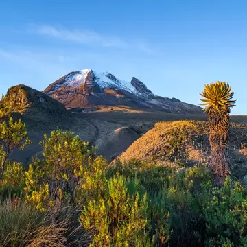 Snow-capped Nevado del Tolima volcano under a blue sky, with a tall frailejón plant and yellow-green shrubs in front.