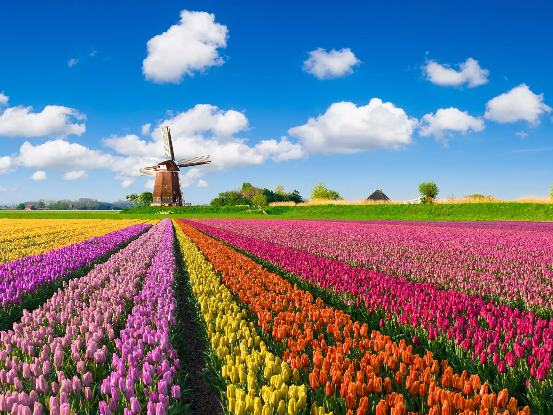 Make your money stretch further in the Netherlands with these budget tips © JacobH / Getty Images
