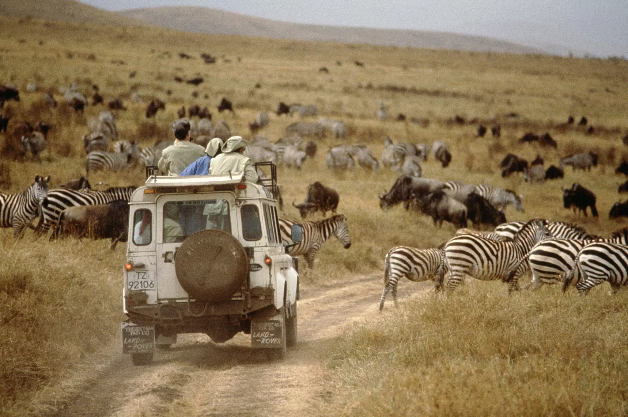 A safari group cruises through the bush as zebras pass © Mitch Diamond / Getty Images