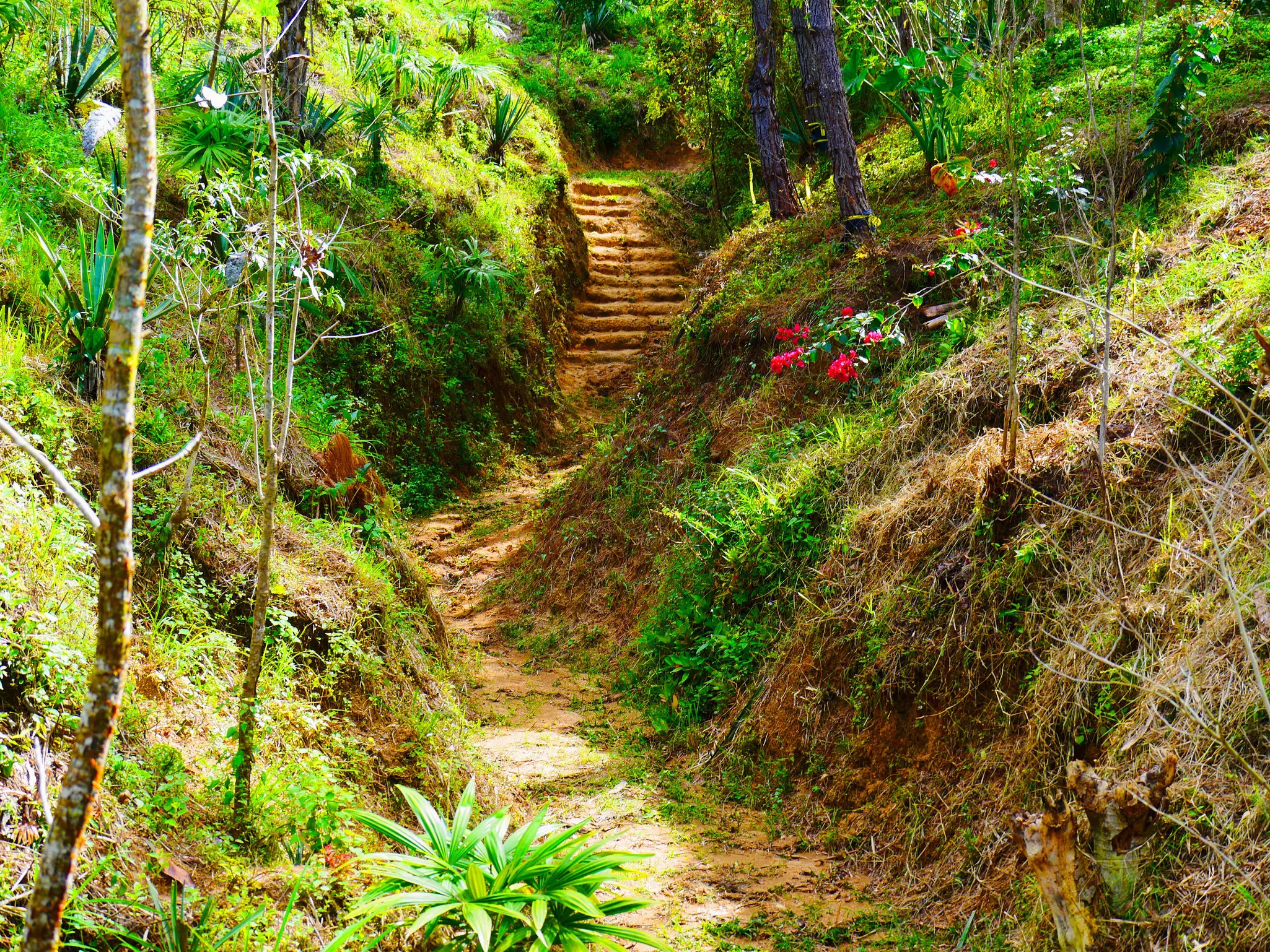 Pathway through jungle in the Botanical Garden, Puerto Vallarta, Mexico