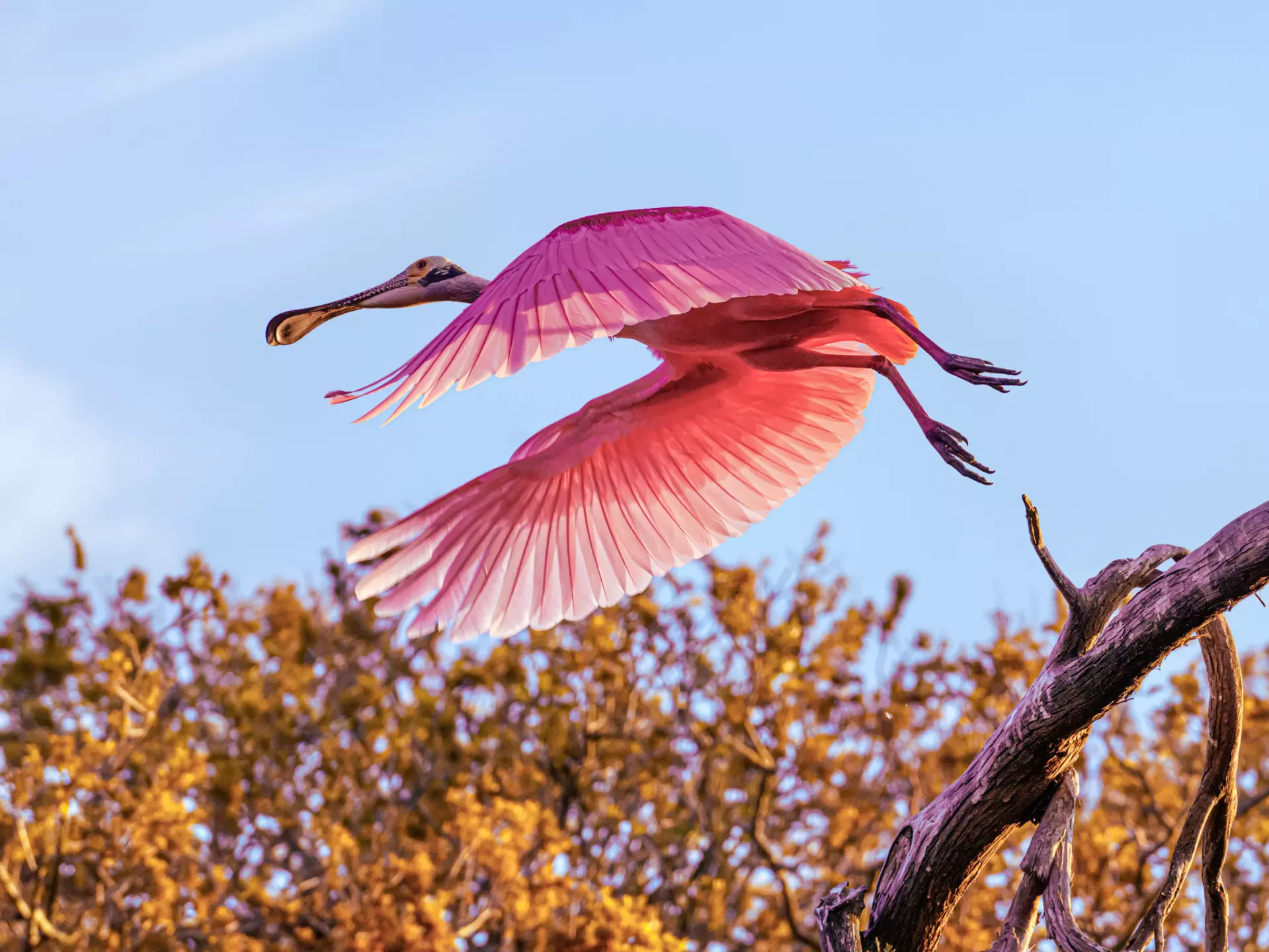 Spoon-bill Pelican in St. Augustine, Florida.
1220761681
action, background, flight, florida, st. augustine, wildlife