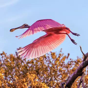 Spoon-bill Pelican in St. Augustine, Florida.
1220761681
action, background, flight, florida, st. augustine, wildlife