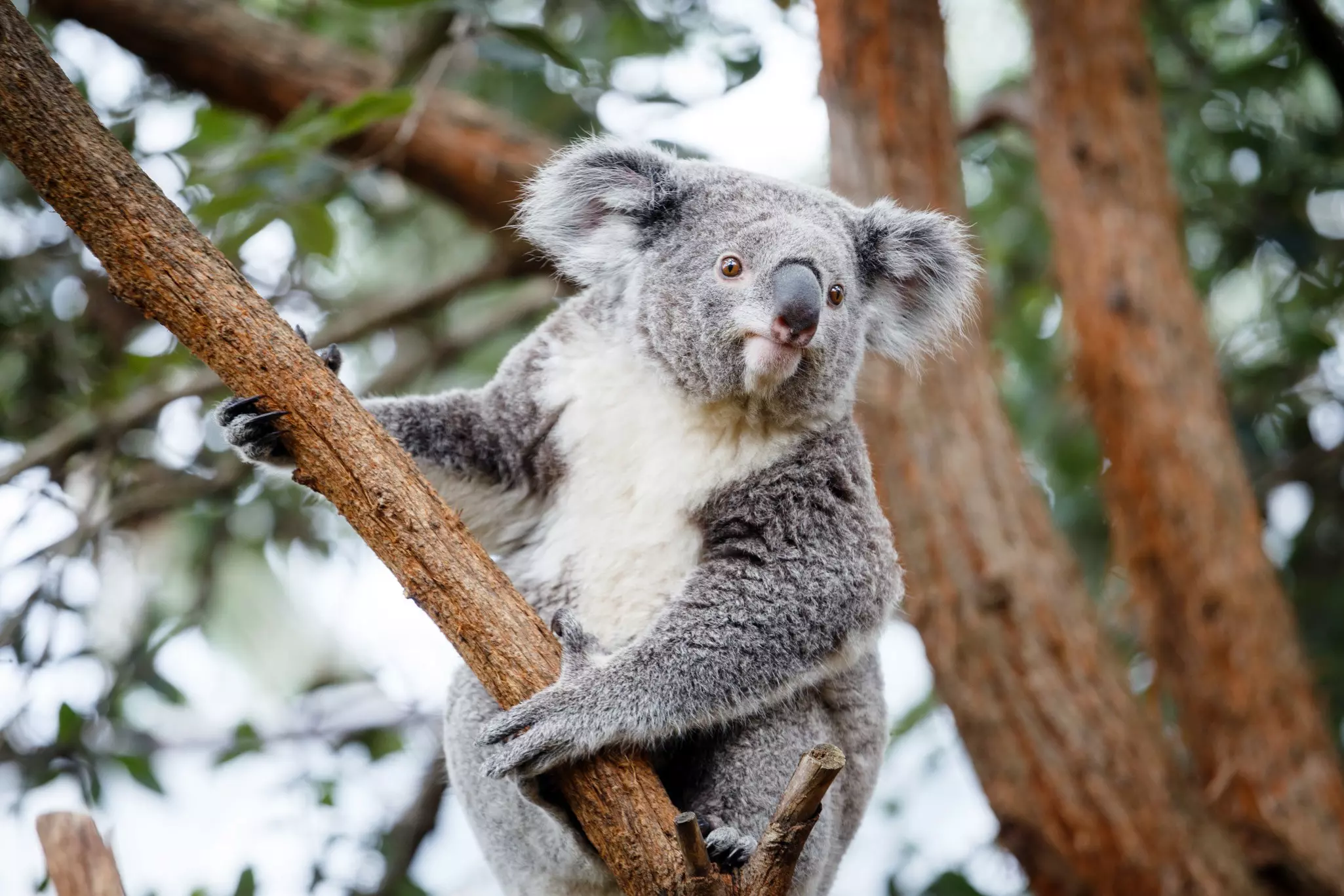 At Taronga Zoo you can spot koalas by day, or listen to the call of the wild on an overnight stay © Maria Swärd / Getty Images
