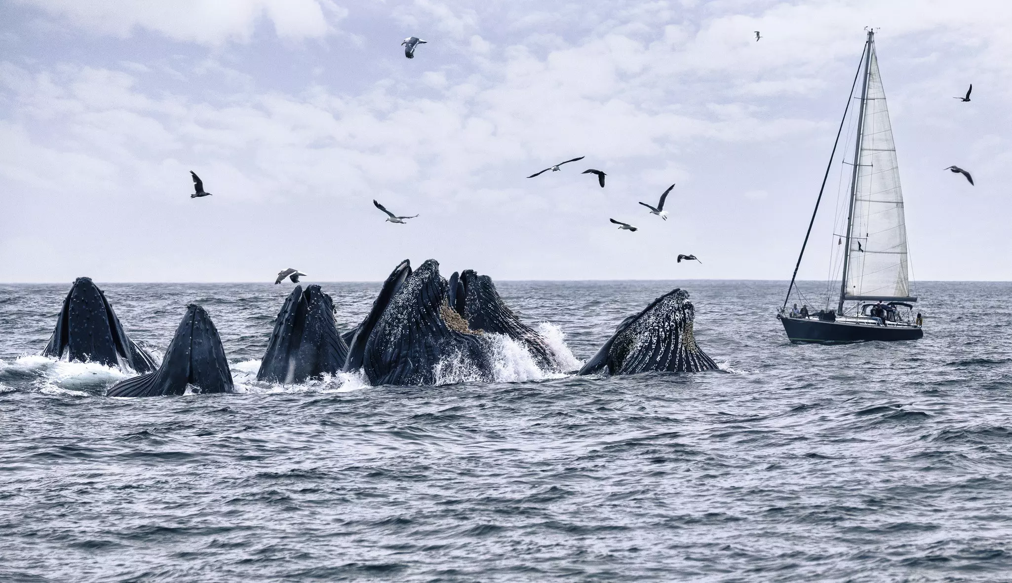 Humpback whales feeding in front of a sailboat in Monterey Bay.