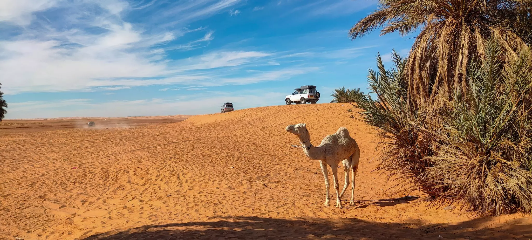 Four-wheel drive vehicles passing a camel as they driver out into the desert.