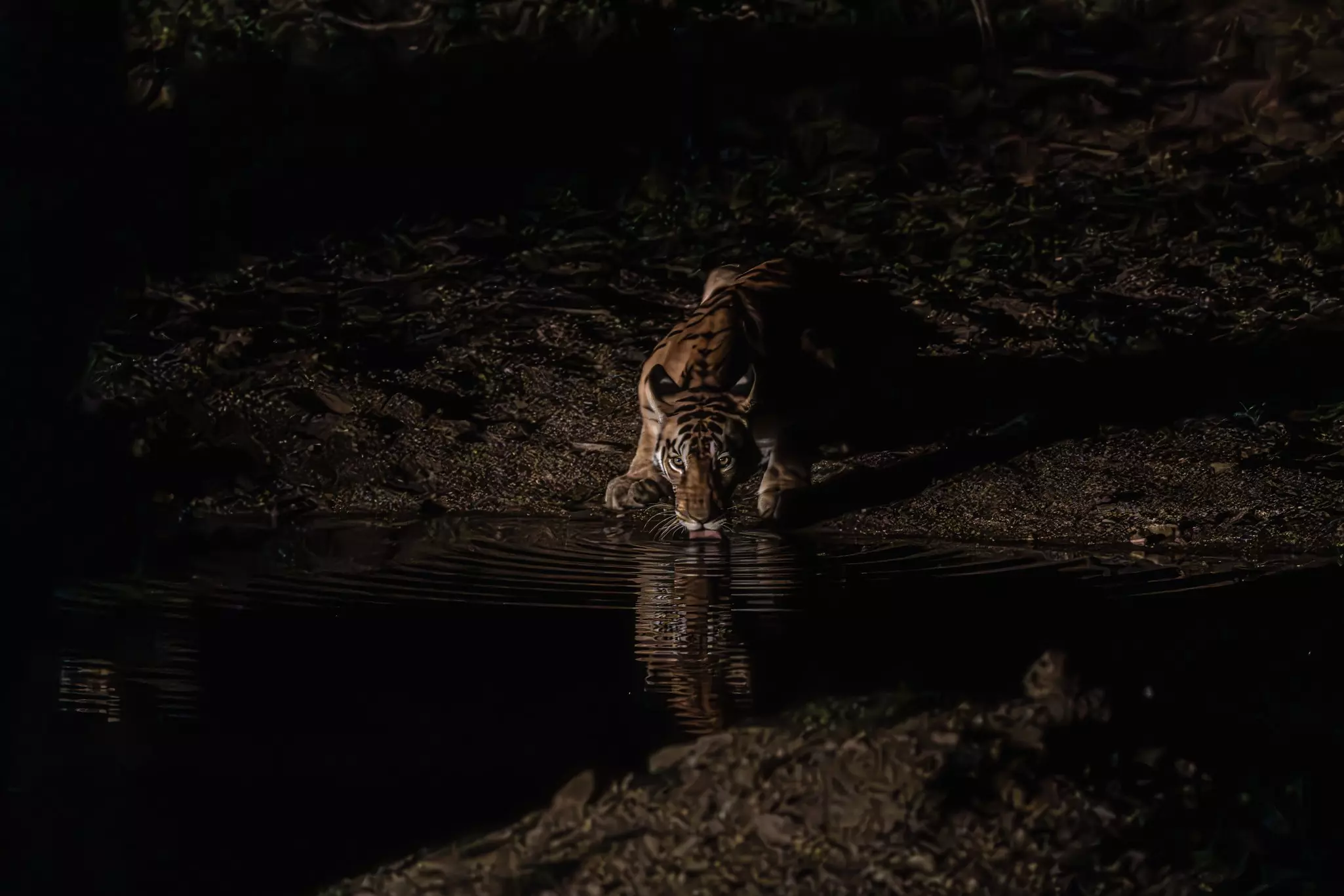 A tiger crouches beside a waterhole and takes a drink at night