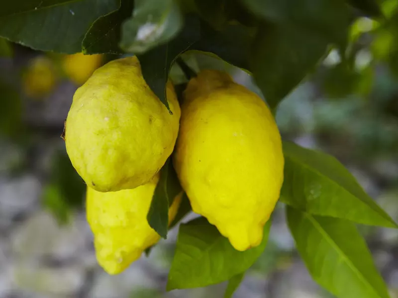 Lemons hanging on tree in terraced grove.