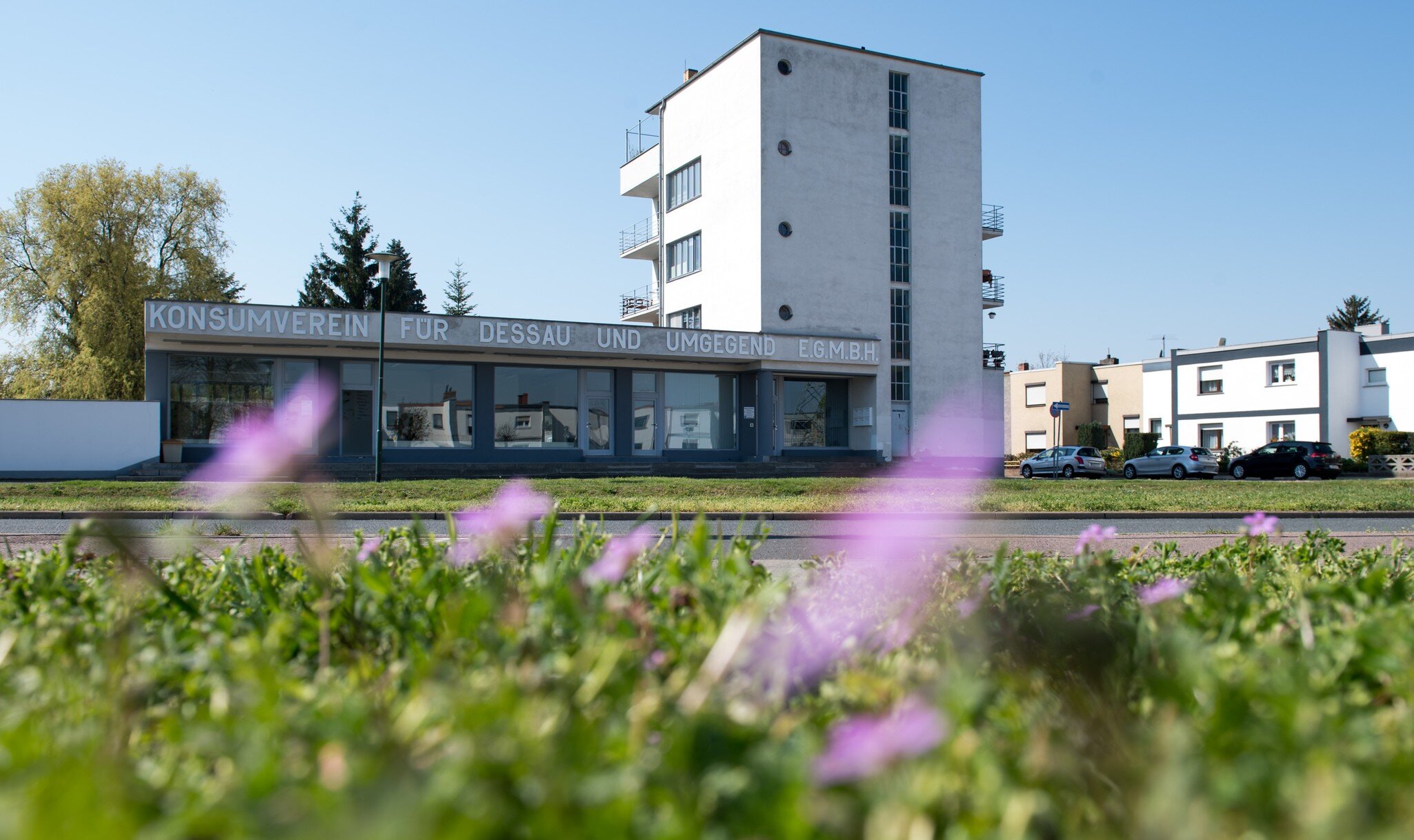 18 April 2019, Saxony-Anhalt, Dessau-Roßlau: Flowers bloom on the meadow in front of the consumer building in the Bauhaus settlement of Dessau-Törten, which was designed by Walter Gropius in 1928.  After extensive renovation work, the original Bauhaus buildings open before Easter. For the anniversary year 2019 they will receive a new coherent curatorial narrative. The buildings themselves become exhibition objects. Photo: Hendrik Schmidt/dpa-Zentralbild/dpa (Photo by Hendrik Schmidt/picture alliance via Getty Images)
1137874504
Arts,  Culture and Entertainment, architecture, History of the, Art, Anniversaries, Buildings, House, Bauhaus, Design, Layout, Fine Arts
18 April 2019, Saxony-Anhalt, Dessau-Roßlau: Flowers bloom on the meadow in front of the consumer building in the Bauhaus settlement of Dessau-Törten, which was designed by Walter Gropius in 1928. After extensive renovation work, the original Bauhaus buildings open before Easter. For the anniversary year 2019 they will receive a new coherent curatorial narrative. The buildings themselves become exhibition objects. Photo: Hendrik Schmidt/dpa-Zentralbild/dpa (Photo by Hendrik Schmidt/picture alliance via Getty Images)