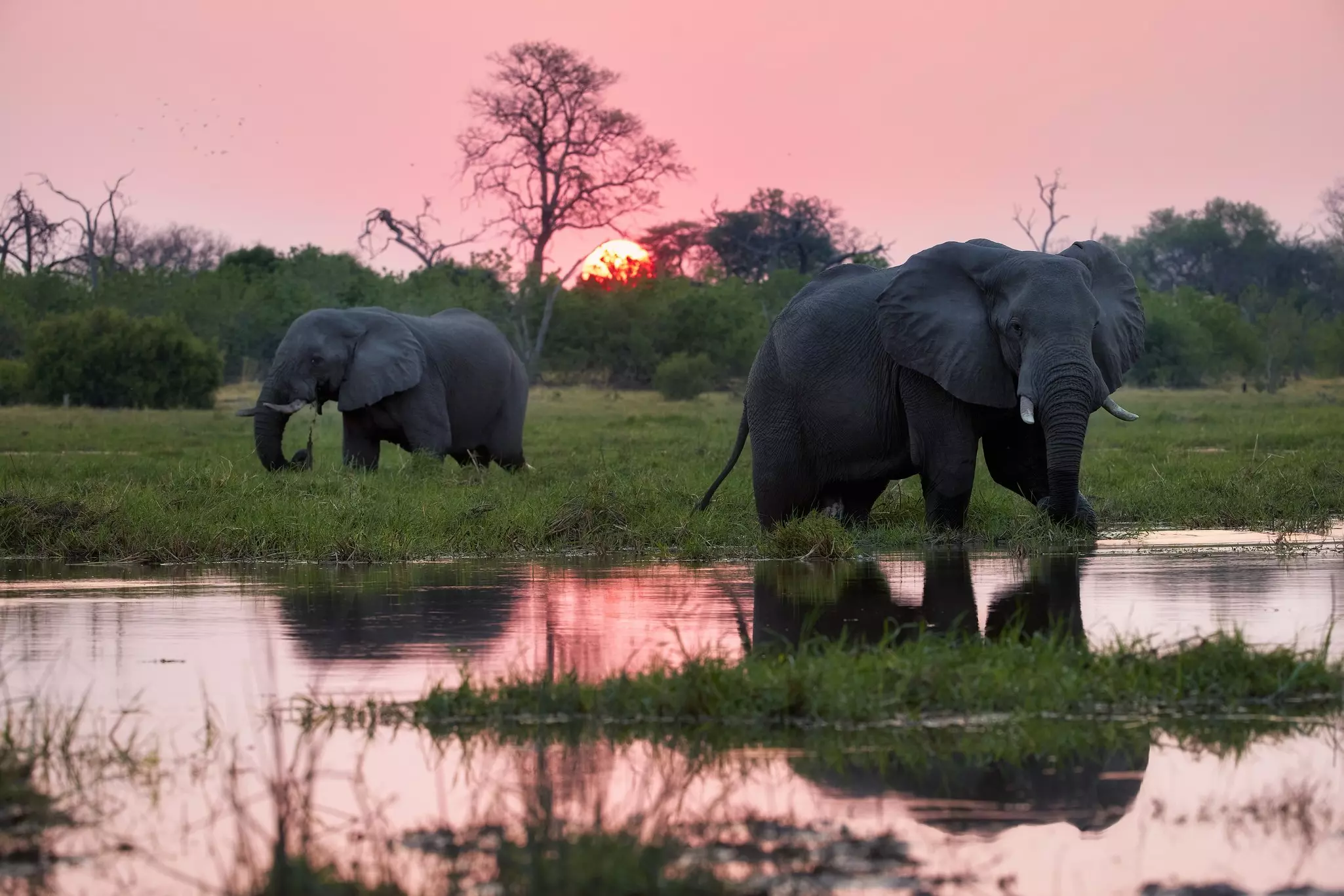 Two elephants wade through water as the sun sets, casting a pink glow across the sky.