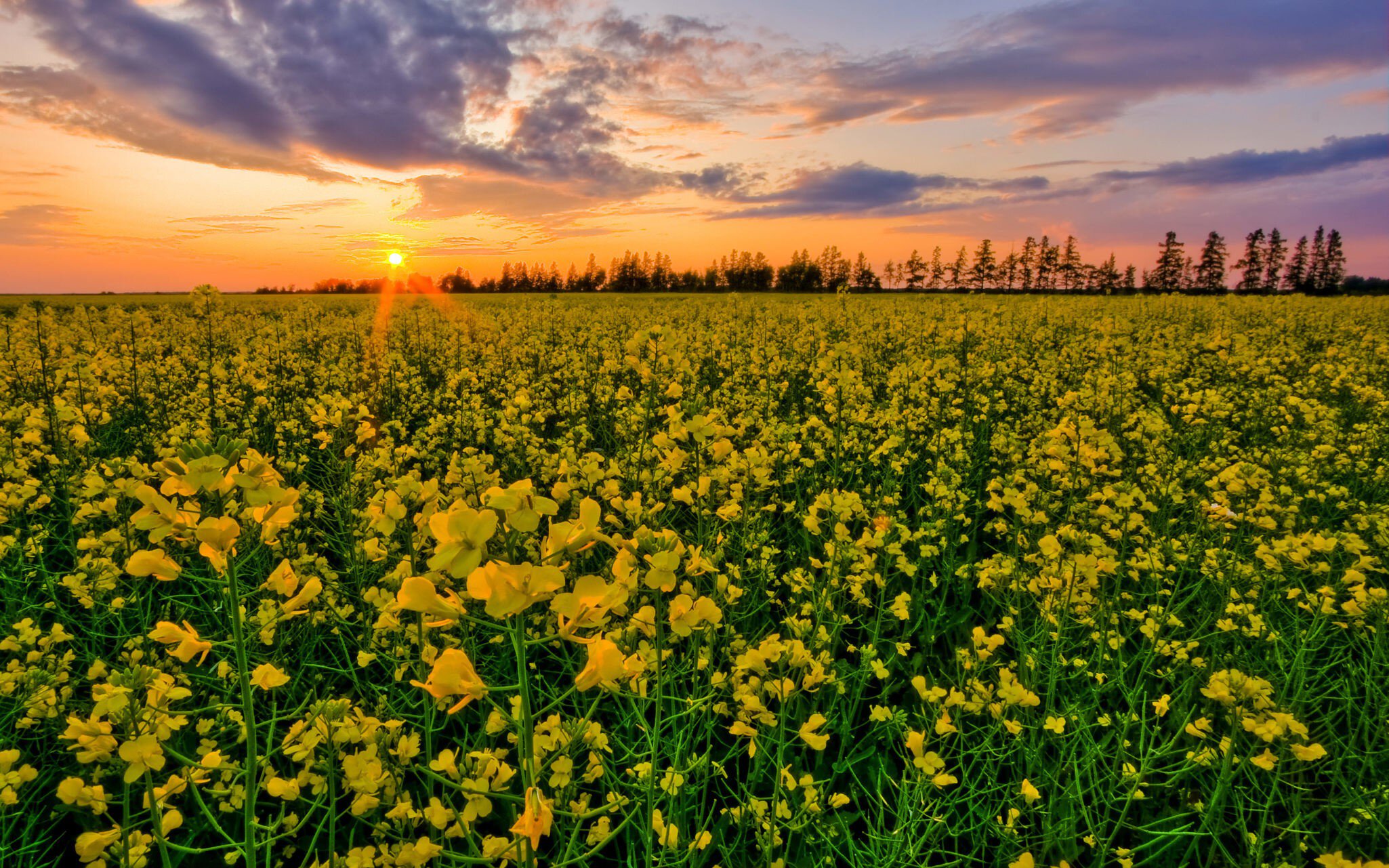Sunset over a canola field in rural Manitoba, near Piney.