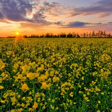Sunset over a canola field in rural Manitoba, near Piney.