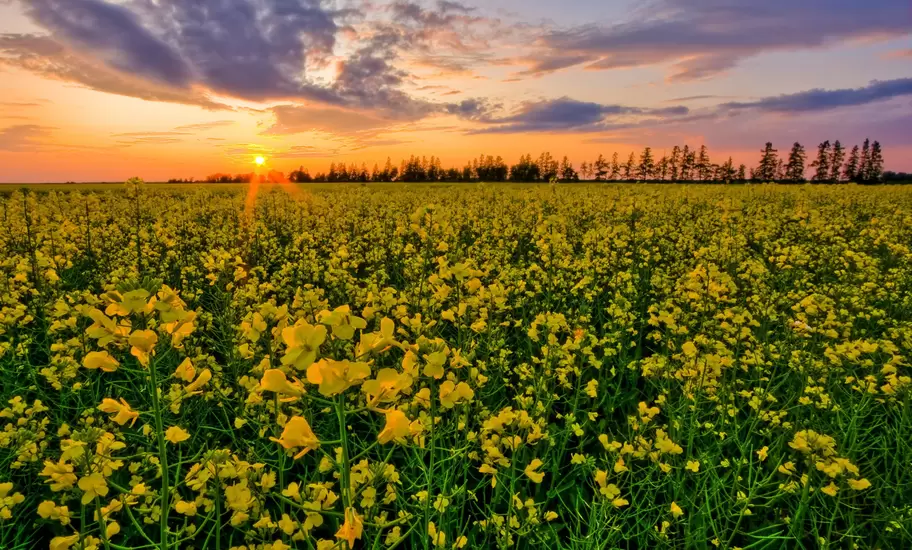 Sunset over a canola field in rural Manitoba, near Piney.