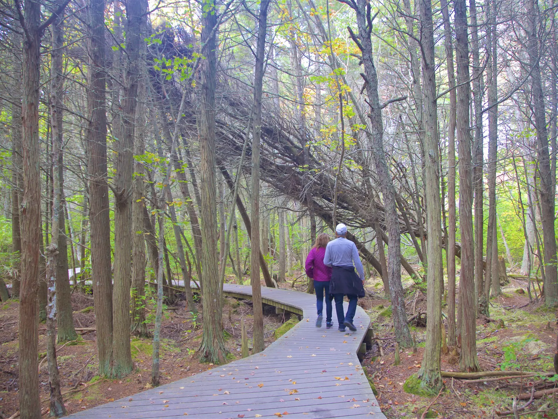 Couple walking along a boardwalk through woodland on the Atlantic White Cedar Swamp Trail, Wellfleet