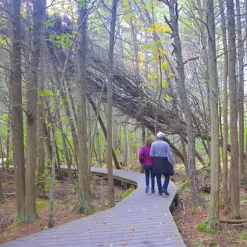 Couple walking along a boardwalk through woodland on the Atlantic White Cedar Swamp Trail, Wellfleet