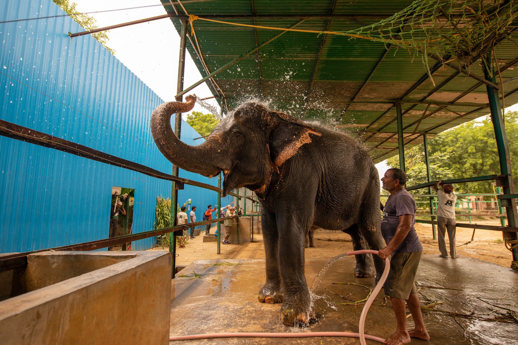 Mathura, Uttar Pradesh, India. Worker cleaning rescued elephant at the Elephant Conservation and Care Centre at Wildlife SOS. 