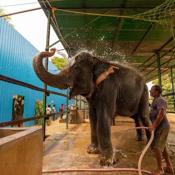 Mathura, Uttar Pradesh, India. Worker cleaning rescued elephant at the Elephant Conservation and Care Centre at Wildlife SOS. 