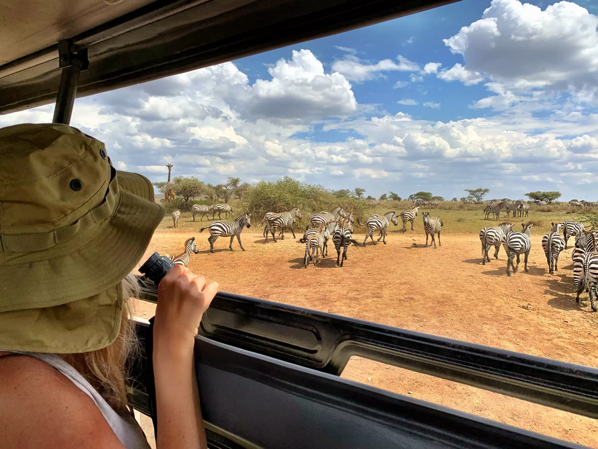 A tourist watches zebras on a safari in Tanzania
1184996716