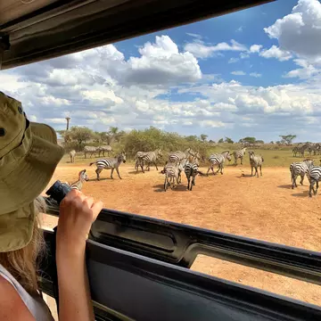A tourist watches zebras on a safari in Tanzania
1184996716